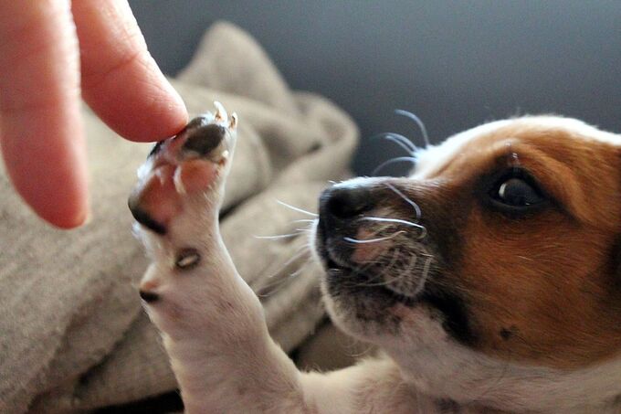 hund.jpg